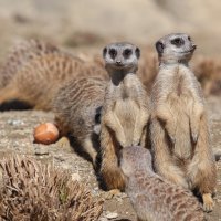 Životinje u ZOO vrtu Zagreb razveselile su se pisanicama