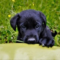 Kako psi komuniciraju