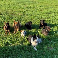 Kako psi komuniciraju