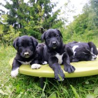 Kako psi komuniciraju