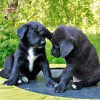 Kako psi komuniciraju