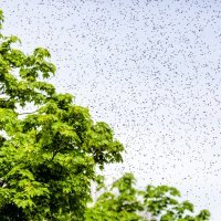 Najezda pčela u Zagrebu