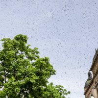 Najezda pčela u Zagrebu