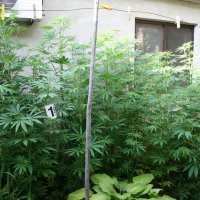 marihuana