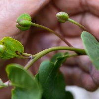 Berba kapara u Omišu