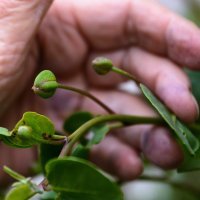 Berba kapara u Omišu