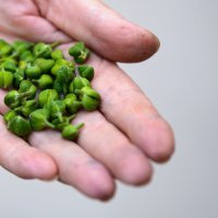 Berba kapara u Omišu