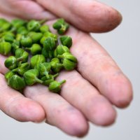 Berba kapara u Omišu