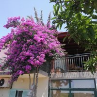 Apartman Fioretta