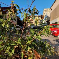 Samsung Galaxy A72 primjeri fotografija