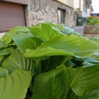 Samsung Galaxy A72 primjeri fotografija