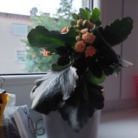 Samsung Galaxy A72 primjeri fotografija