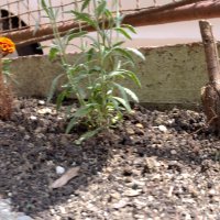 Nokia X20 primjeri fotografija