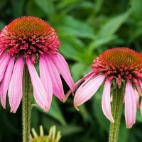 Ehinacea