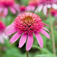 Ehinacea