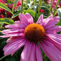 Ehinacea