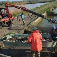 Izlov na ribnjaku Sišćani