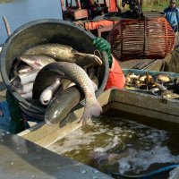 Izlov na ribnjaku Sišćani