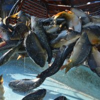 Izlov na ribnjaku Sišćani