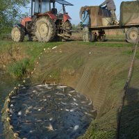 Izlov na ribnjaku Sišćani