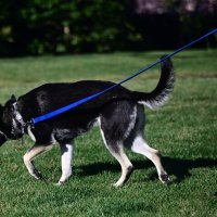 Psi predsjednika Bidena