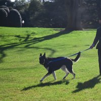 Psi predsjednika Bidena