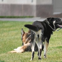 Psi predsjednika Bidena