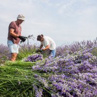 Proizvodnja lavande u Bogdanovcima kraj Vukovara