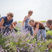 Proizvodnja lavande u Bogdanovcima kraj Vukovara