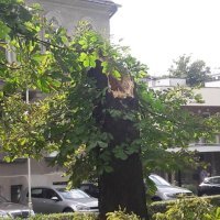 Posljedice snažnog i kratkotrajnog vjetra u Osijeku