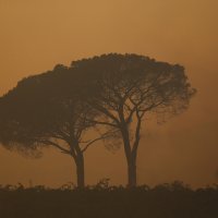 Požar kod Saint Tropeza