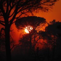 Požar kod Saint Tropeza