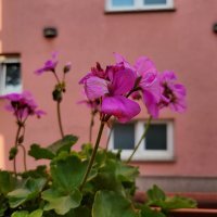 Samsung Galaxy Z Fold3 5G primjeri fotografija