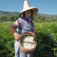 Berba i prerada jasmina