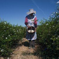 Berba i prerada jasmina