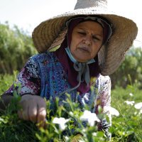 Berba i prerada jasmina