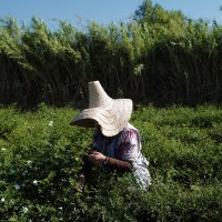 Berba i prerada jasmina