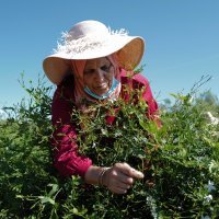 Berba i prerada jasmina