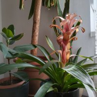 Nokia XR20 primjeri fotografija