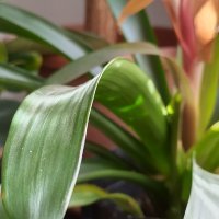 Nokia XR20 primjeri fotografija