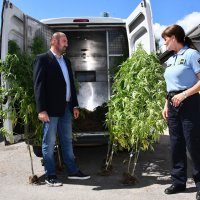 Indijska konoplja na području Nove Gradiške