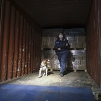 Zapljena kokaina u Antwerpenu