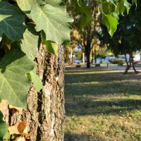 Samsung Galaxy Z Flip3 primjeri fotografija