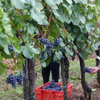 Ženska berba grožđa na imanju obitelji Šoštar u Vrhovcu kod Ozlja