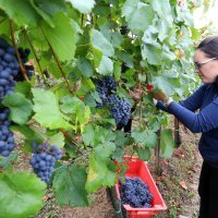 Ženska berba grožđa na imanju obitelji Šoštar u Vrhovcu kod Ozlja