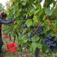 Ženska berba grožđa na imanju obitelji Šoštar u Vrhovcu kod Ozlja