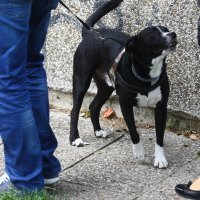 Policijski očevid na Trnju