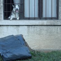 Gradonačelnik Tomašević obišao je mjesto puknuća cijevi na križanju Selske i Baštijanove