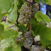 Milanović na diplomatskoj berbi