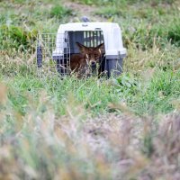 Lisica koja je prošli tjedan pronađena u bazenu s otpadnim uljem puštena je na slobodu